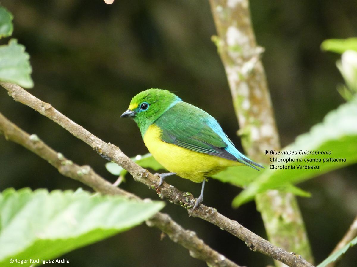 El Dorado Nature Reserve Villa มินกา ภายนอก รูปภาพ